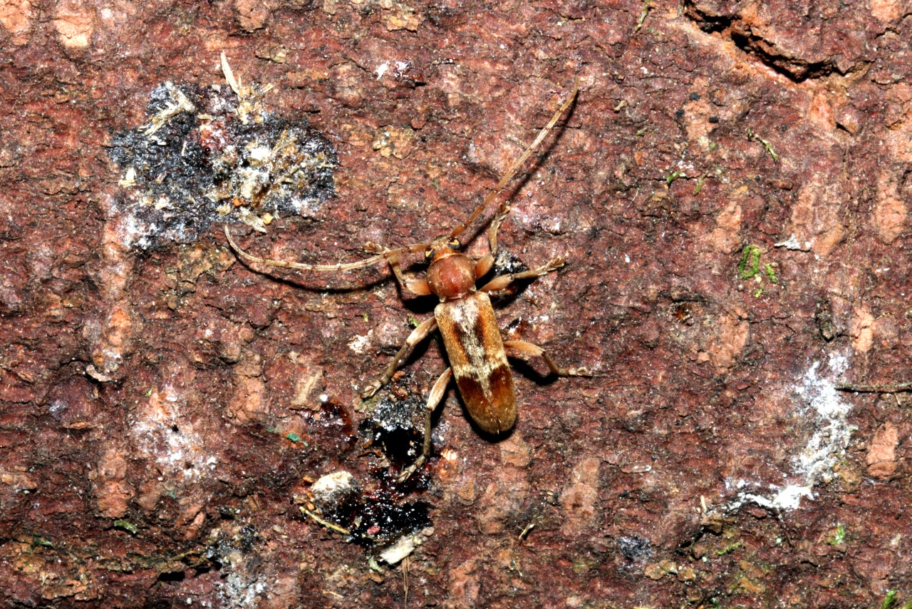 Trichoferus pallidus (Olivier, 1790) - Hespérophane pâle