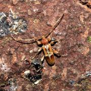 Trichoferus pallidus (Olivier, 1790) - Hespérophane pâle