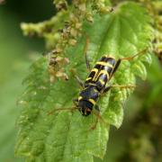 Xylotrechus arvicola (Olivier, 1800) - Clyte des champs