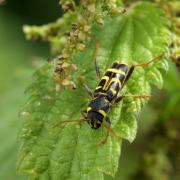 Xylotrechus arvicola (Olivier, 1800) - Clyte des champs