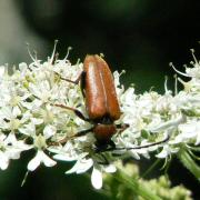 Stictoleptura rubra (Linnaeus, 1758) - Lepture cardinale, Lepture rouge (femelle)