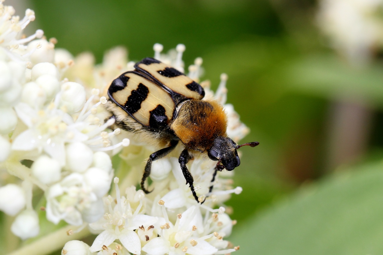 Trichius gallicus Dejean, 1821 - Trichie du rosier, Trichie gauloise