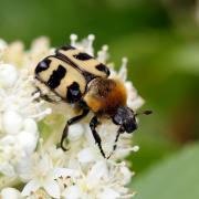 Trichius gallicus Dejean, 1821 - Trichie du rosier, Trichie gauloise