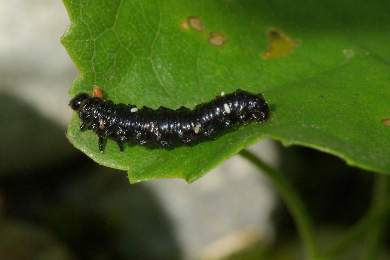Agelastica alni (Linnaeus, 1758) - Chrysomèle de l'Aulne (larve)