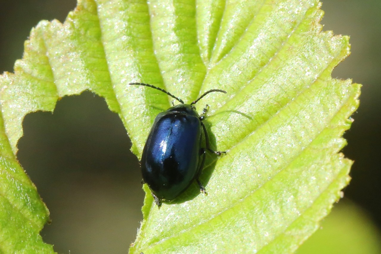 Agelastica alni (Linnaeus, 1758) - Chrysomèle de l'Aulne