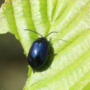 Agelastica alni (Linnaeus, 1758) - Chrysomèle de l'Aulne