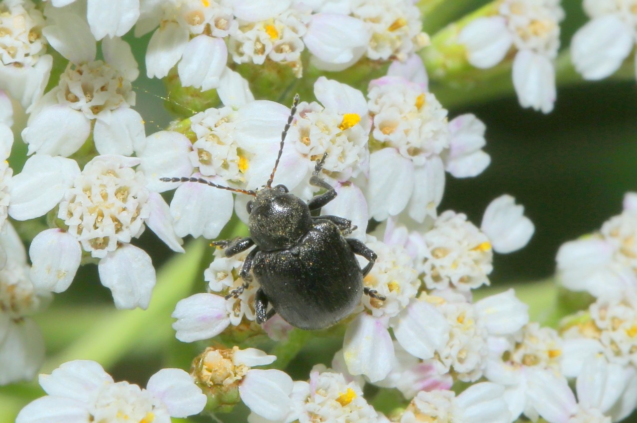 Bromius obscurus (Linnaeus, 1758) - Ecrivain, Eumolpe de la vigne, Gribouri, Bêche