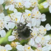 Bromius obscurus (Linnaeus, 1758) - Ecrivain, Eumolpe de la vigne, Gribouri, Bêche