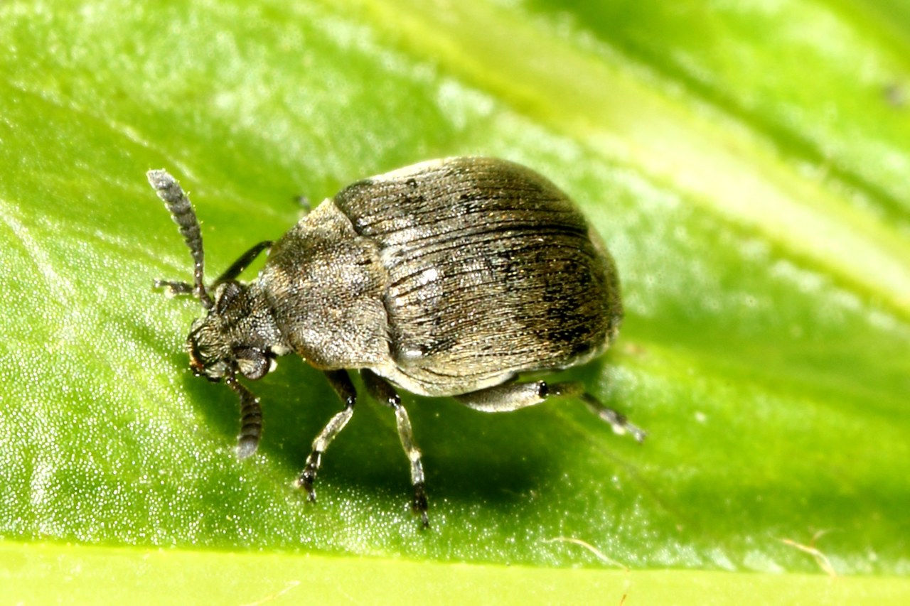 Bruchidius sp