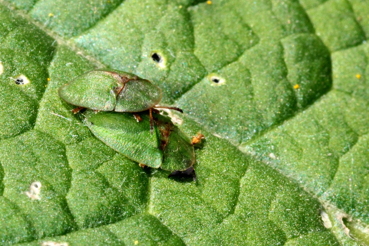 Cassida rubiginosa O.F. Müller, 1776 - Casside à taches de rouille