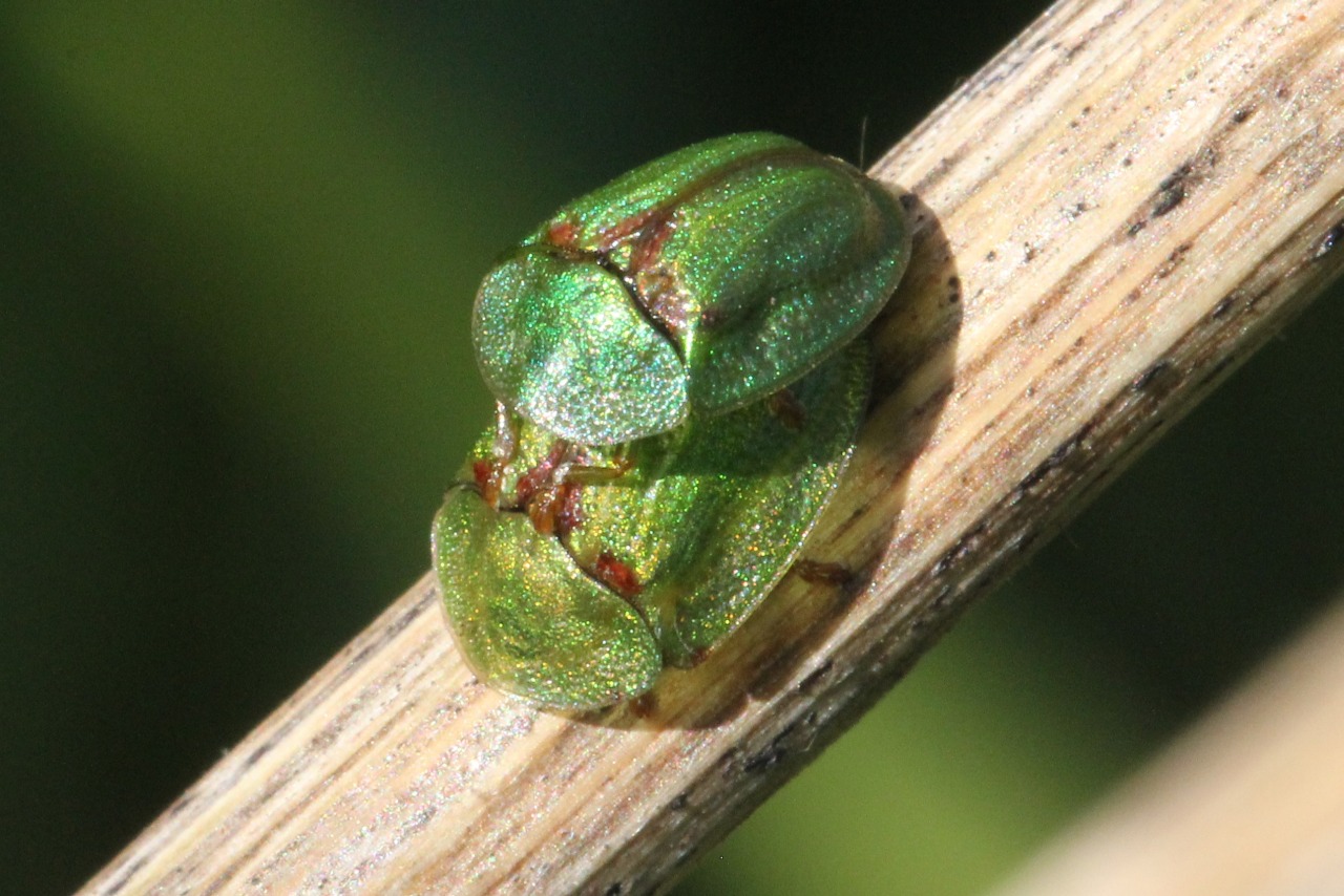 Cassida rubiginosa O.F. Müller, 1776 - Casside à taches de rouille