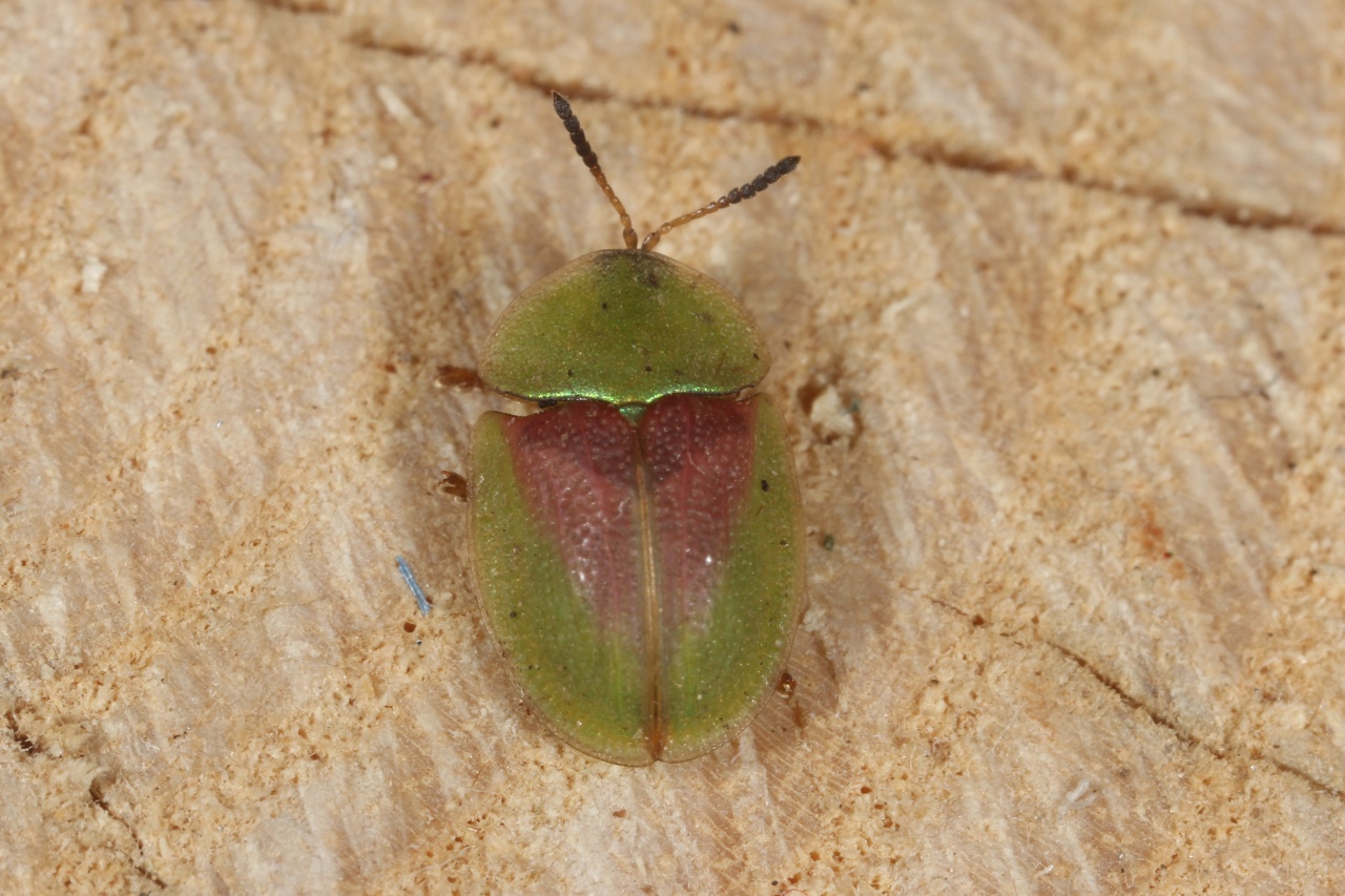 Cassida rufovirens Suffrian, 1844