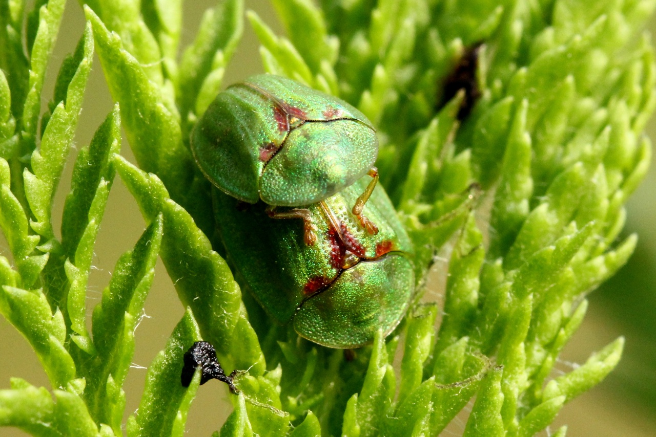 Cassida stigmatica Suffrian, 1844