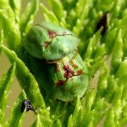 Cassida stigmatica Suffrian, 1844