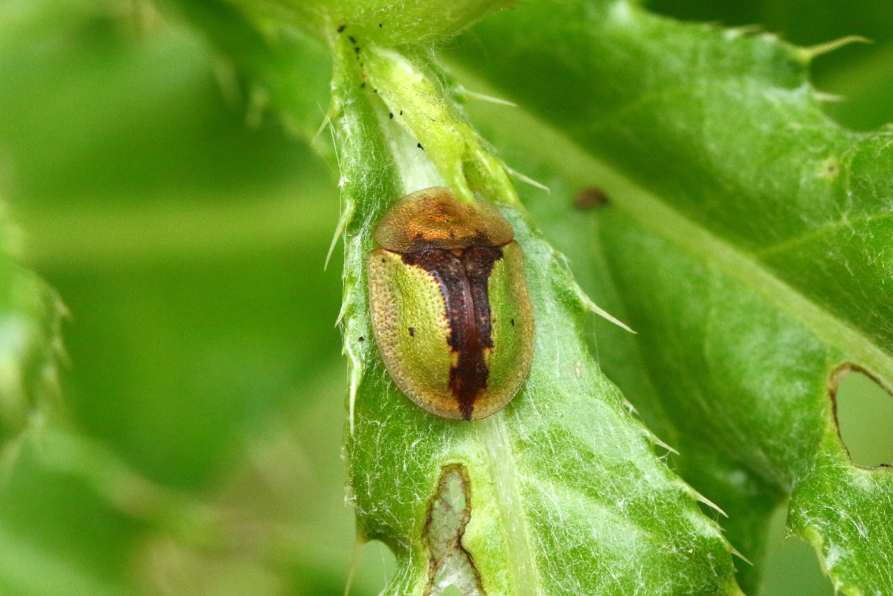 Cassida vibex Linnaeus, 1767 - Casside des Cirses