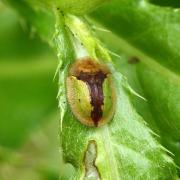 Cassida vibex Linnaeus, 1767 - Casside des Cirses