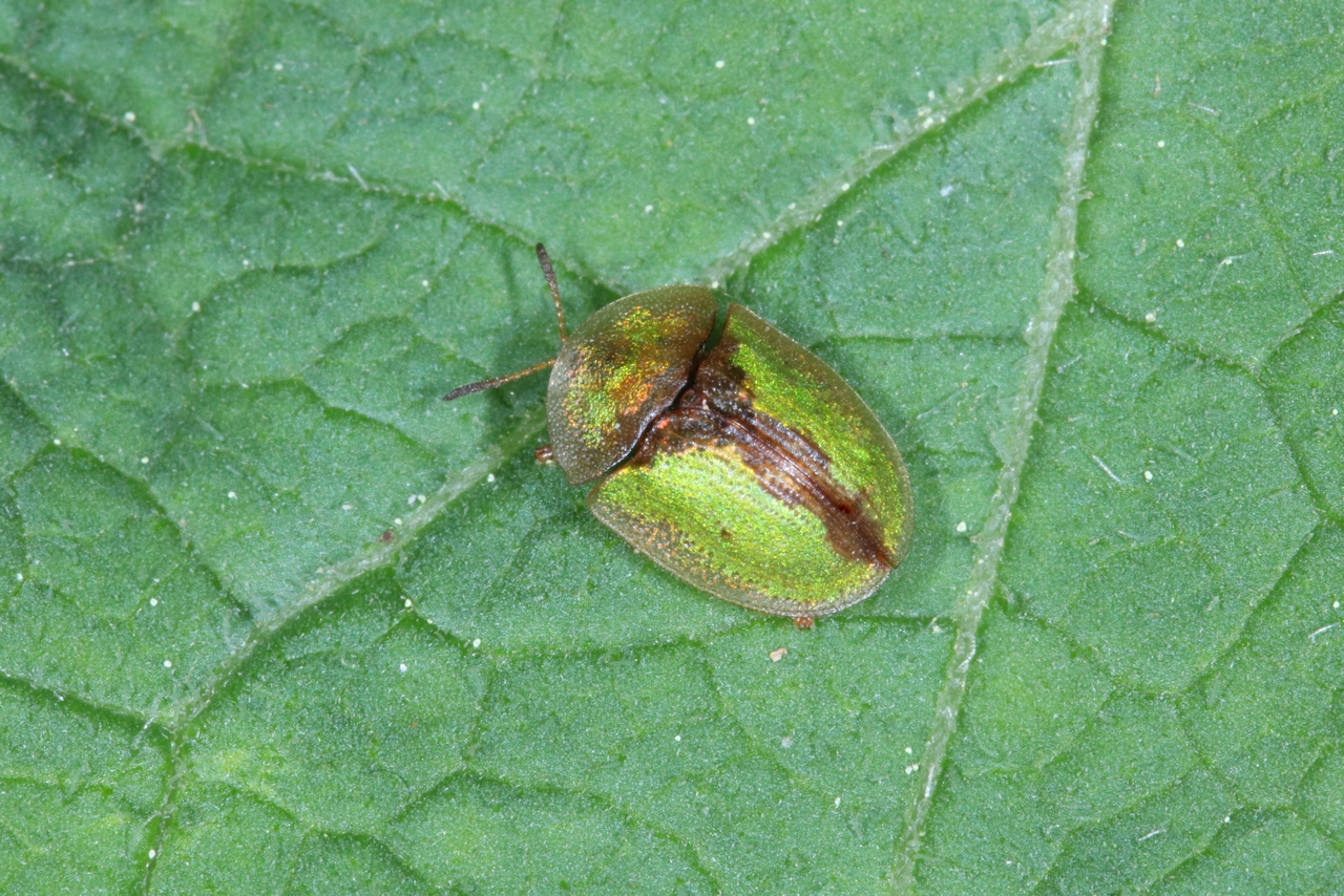 Cassida vibex Linnaeus, 1767 - Casside des Cirses 