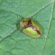 Cassida vibex Linnaeus, 1767 - Casside des Cirses 