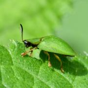 Cassida viridis Linnaeus, 1758 - Casside verte, Casside de la Menthe