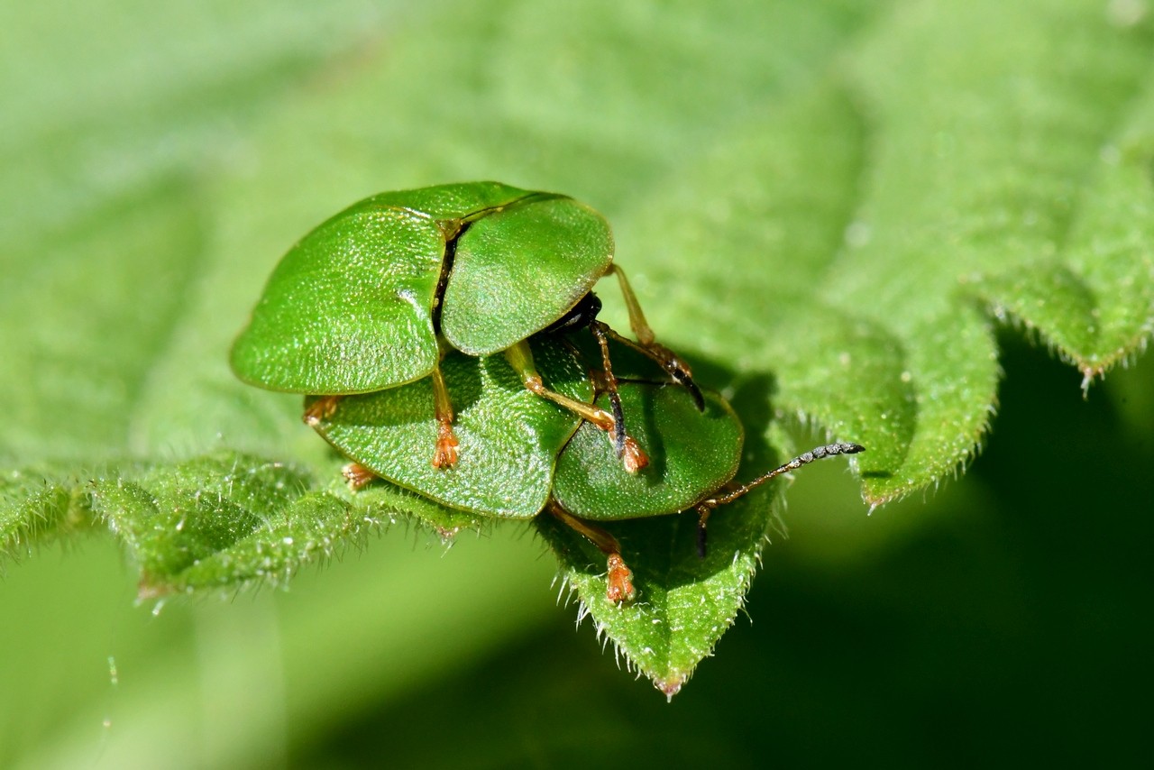 Cassida viridis Linnaeus, 1758 - Casside verte, Casside de la Menthe (accouplement)