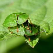 Cassida viridis Linnaeus, 1758 - Casside verte, Casside de la Menthe (accouplement)