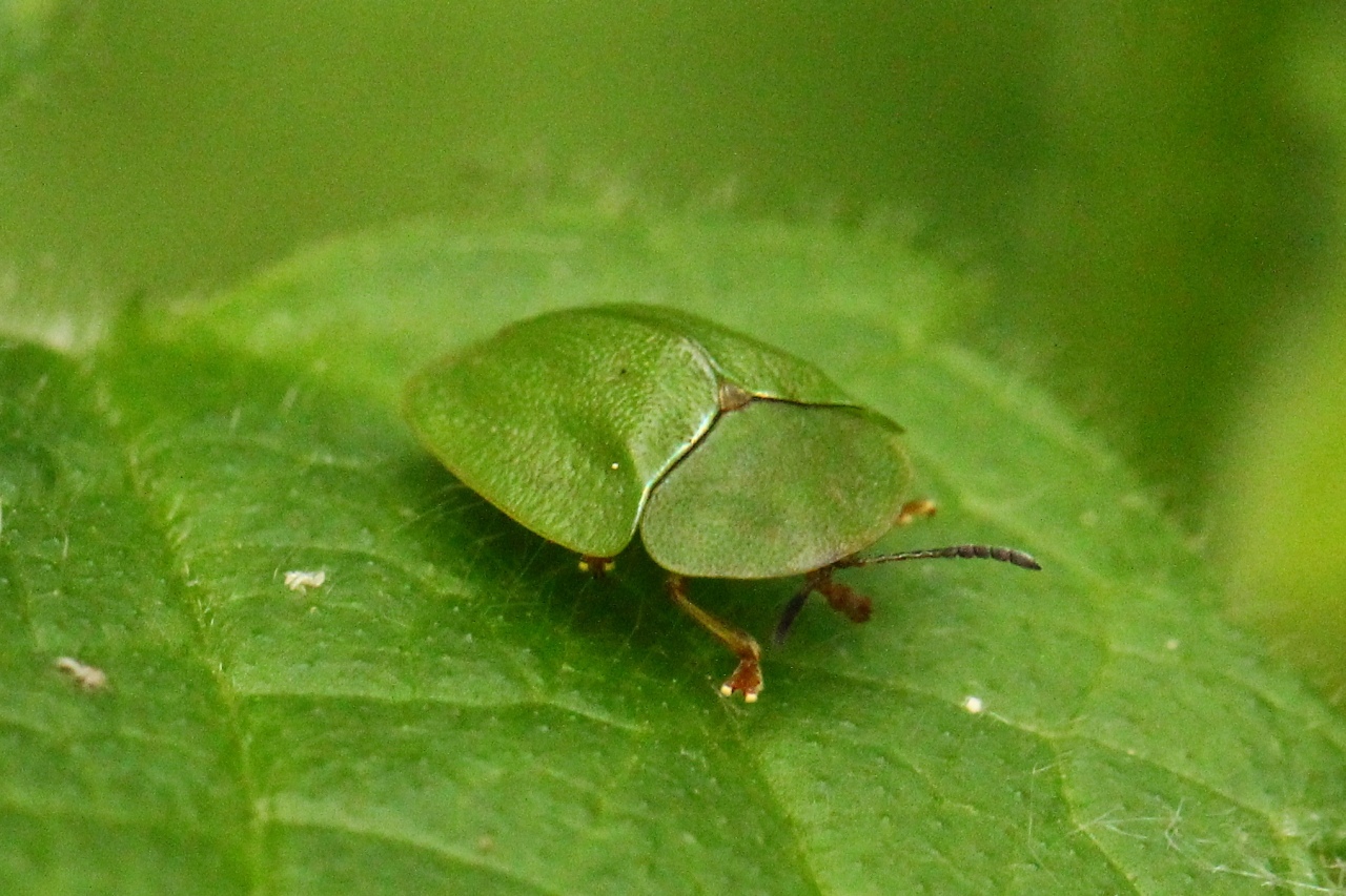 Cassida viridis Linnaeus, 1758 - Casside verte, Casside de la Menthe