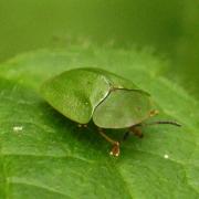 Cassida viridis Linnaeus, 1758 - Casside verte, Casside de la Menthe
