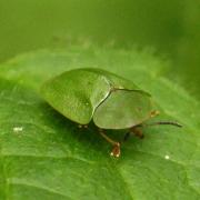 Cassida viridis Linnaeus, 1758 - Casside verte, Casside de la Menthe