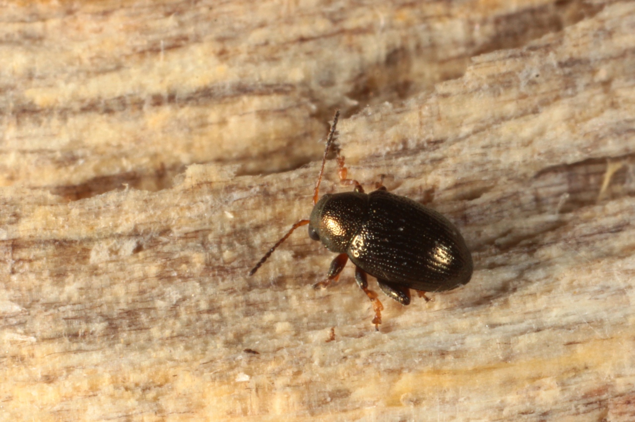 Chaetocnema sp