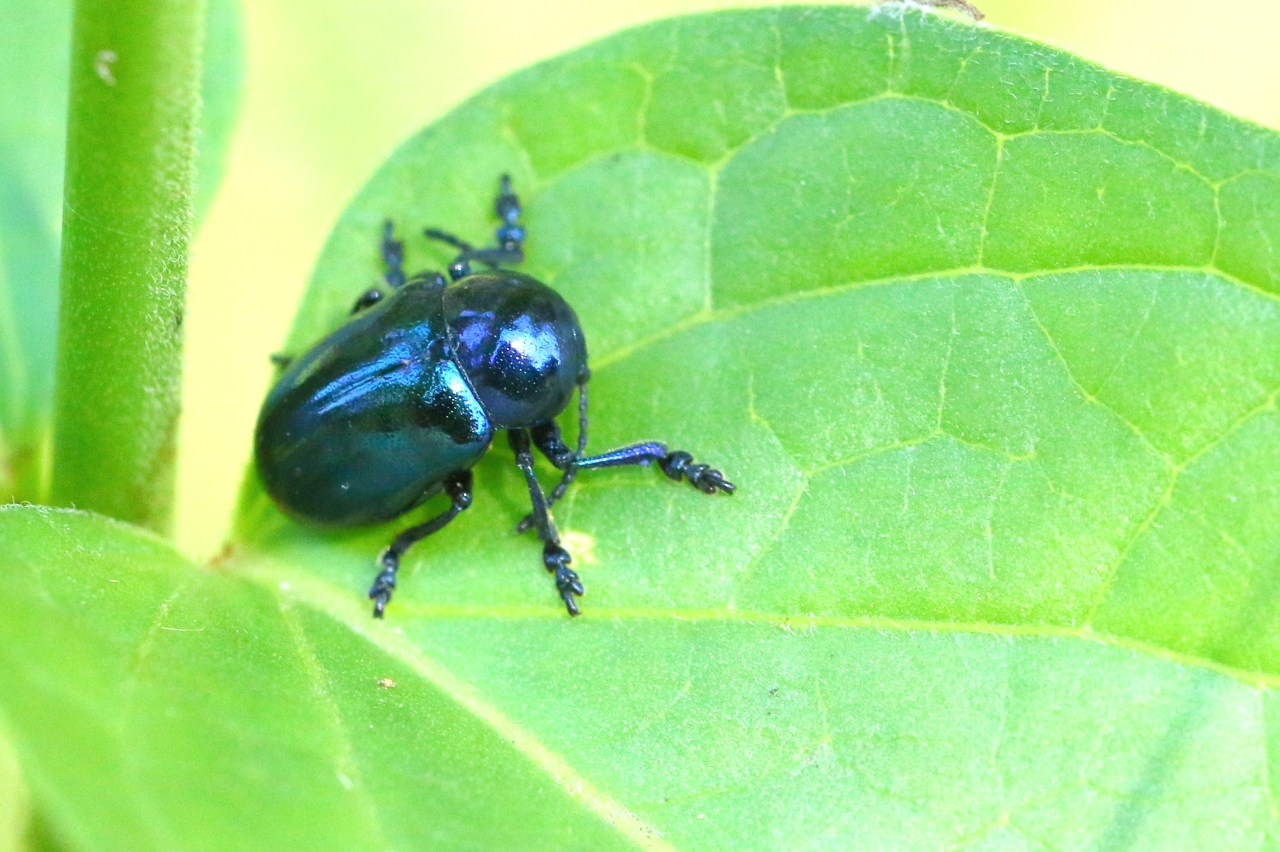 Chrysochus asclepiadeus (Pallas, 1773) - Chrysomèle de l'Asclépiade