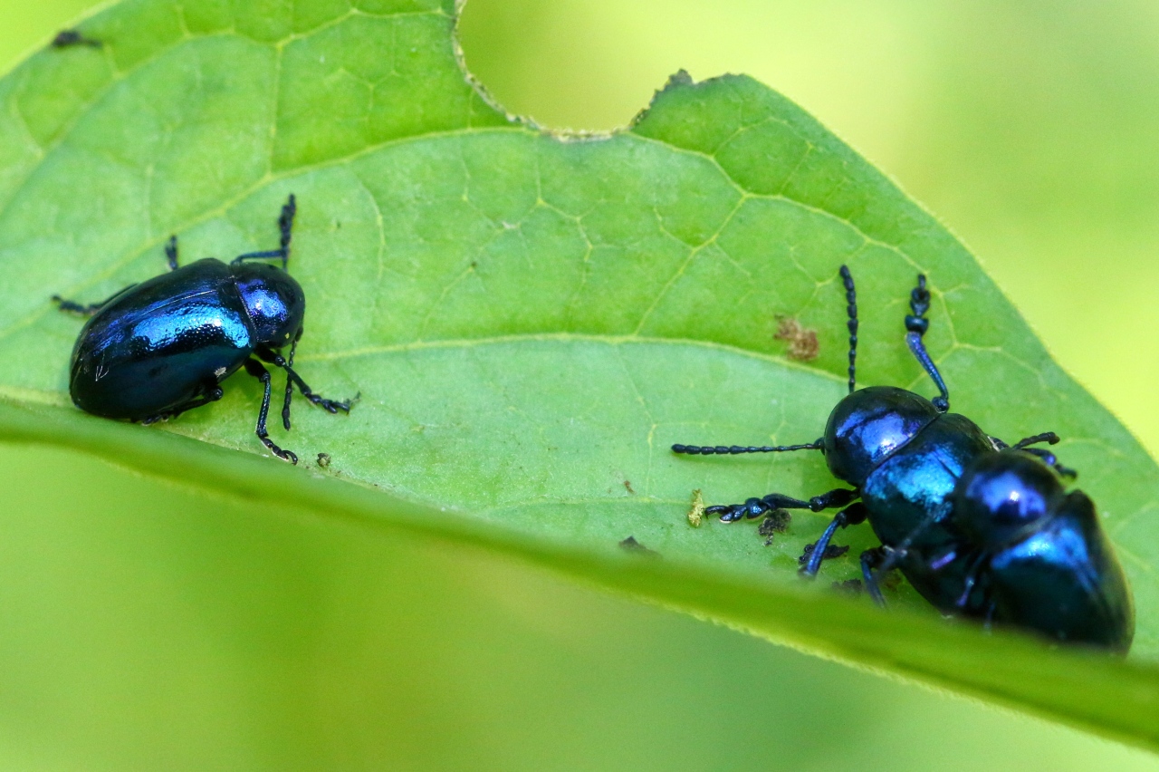 Chrysochus asclepiadeus (Pallas, 1773) - Chrysomèle de l'Asclépiade