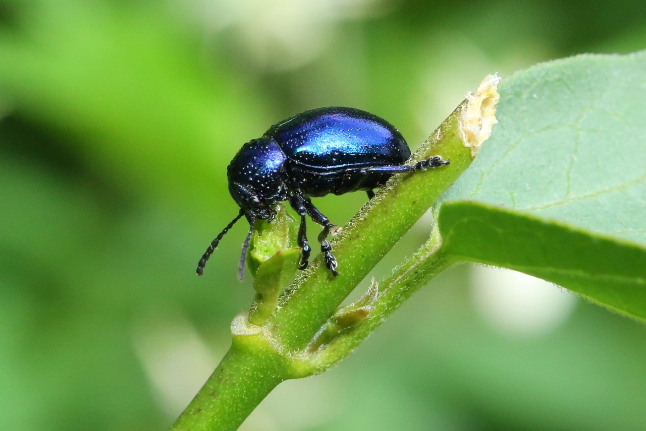 Chrysochus asclepiadeus (Pallas, 1773) - Chrysomèle de l'Asclépiade