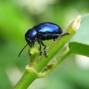 Chrysochus asclepiadeus (Pallas, 1773) - Chrysomèle de l'Asclépiade