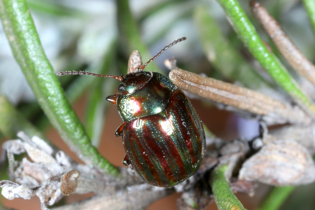 Chrysolina americana (Linnaeus, 1758) - Chrysomèle du Romarin, Patriote à bandes