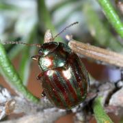 Chrysolina americana (Linnaeus, 1758) - Chrysomèle du Romarin, Patriote à bandes