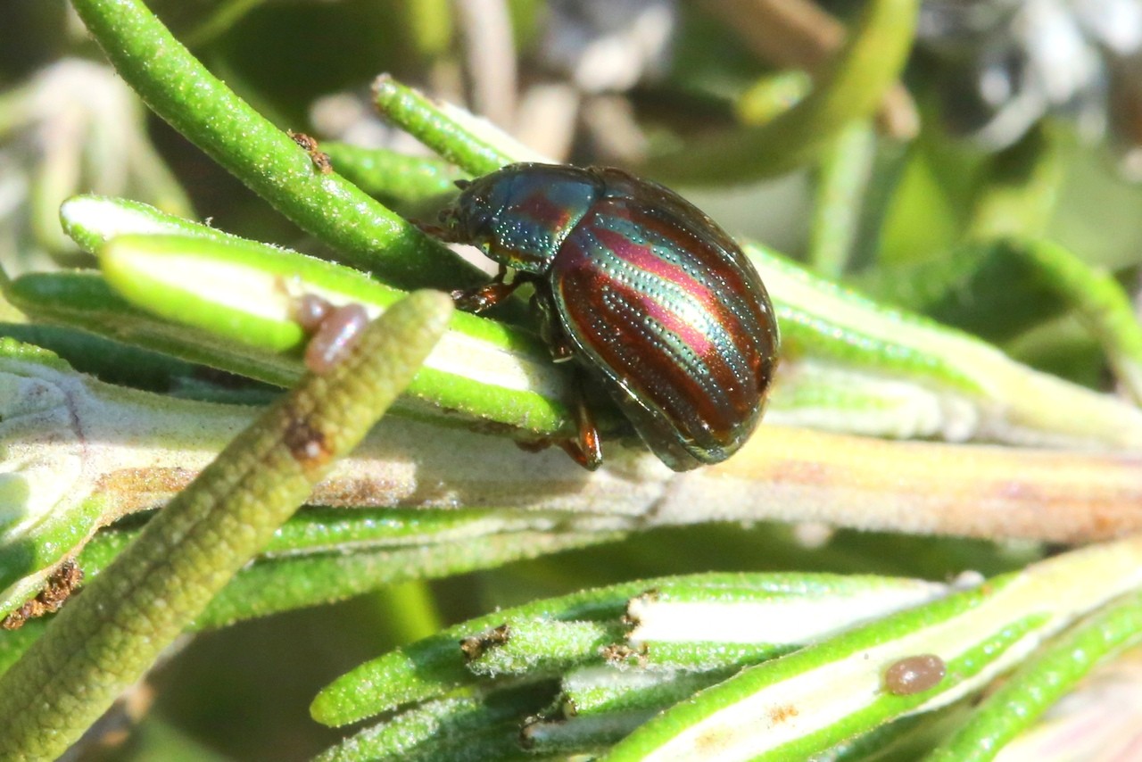 Chrysolina americana (Linnaeus, 1758) - Chrysomèle du Romarin, Patriote à bandes