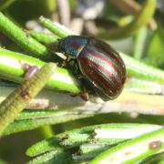 Chrysolina americana (Linnaeus, 1758) - Chrysomèle du Romarin, Patriote à bandes