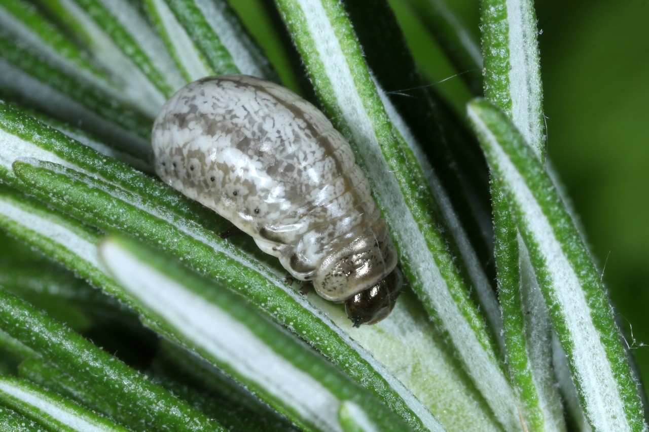 Chrysolina americana (Linnaeus, 1758) - Chrysomèle du Romarin, Patriote à bandes (larve)