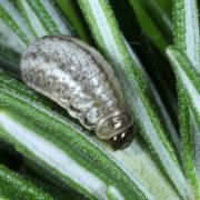 Chrysolina americana (Linnaeus, 1758) - Chrysomèle du Romarin, Patriote à bandes (larve)