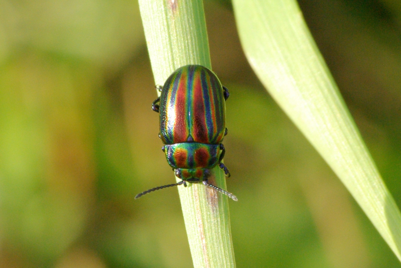 Chrysolina cerealis (Linnaeus, 1767) - Chrysomèle du Serpolet