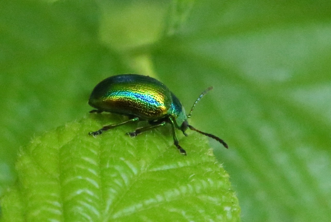 Chrysolina fastuosa (Scopoli, 1763) - Chrysomèle du Galéopsis, Chrysomèle fastueuse 