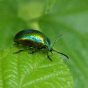 Chrysolina fastuosa (Scopoli, 1763) - Chrysomèle du Galéopsis, Chrysomèle fastueuse 