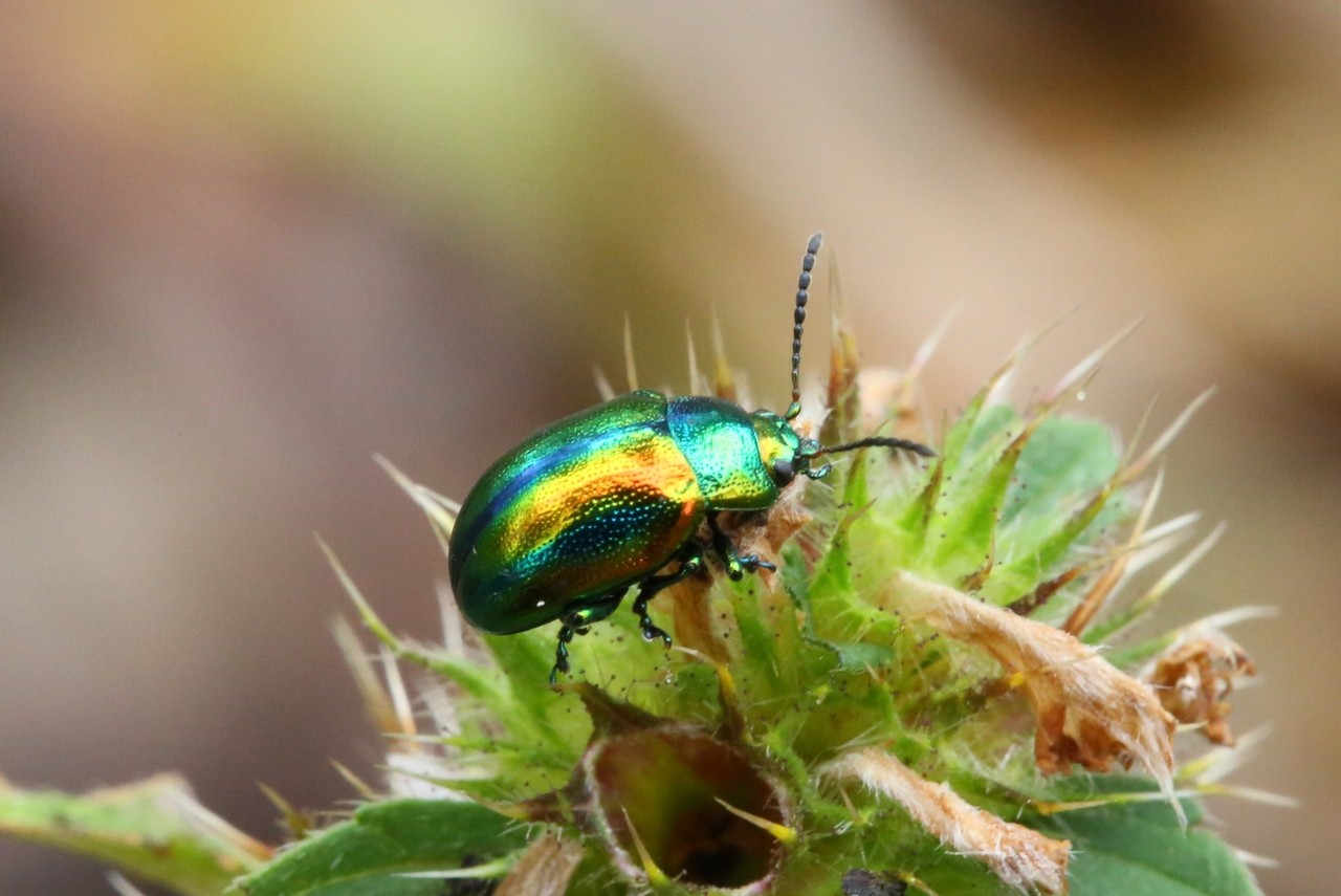 Chrysolina fastuosa (Scopoli, 1763) - Chrysomèle du Galéopsis, Chrysomèle fastueuse 