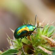 Chrysolina fastuosa (Scopoli, 1763) - Chrysomèle du Galéopsis, Chrysomèle fastueuse 