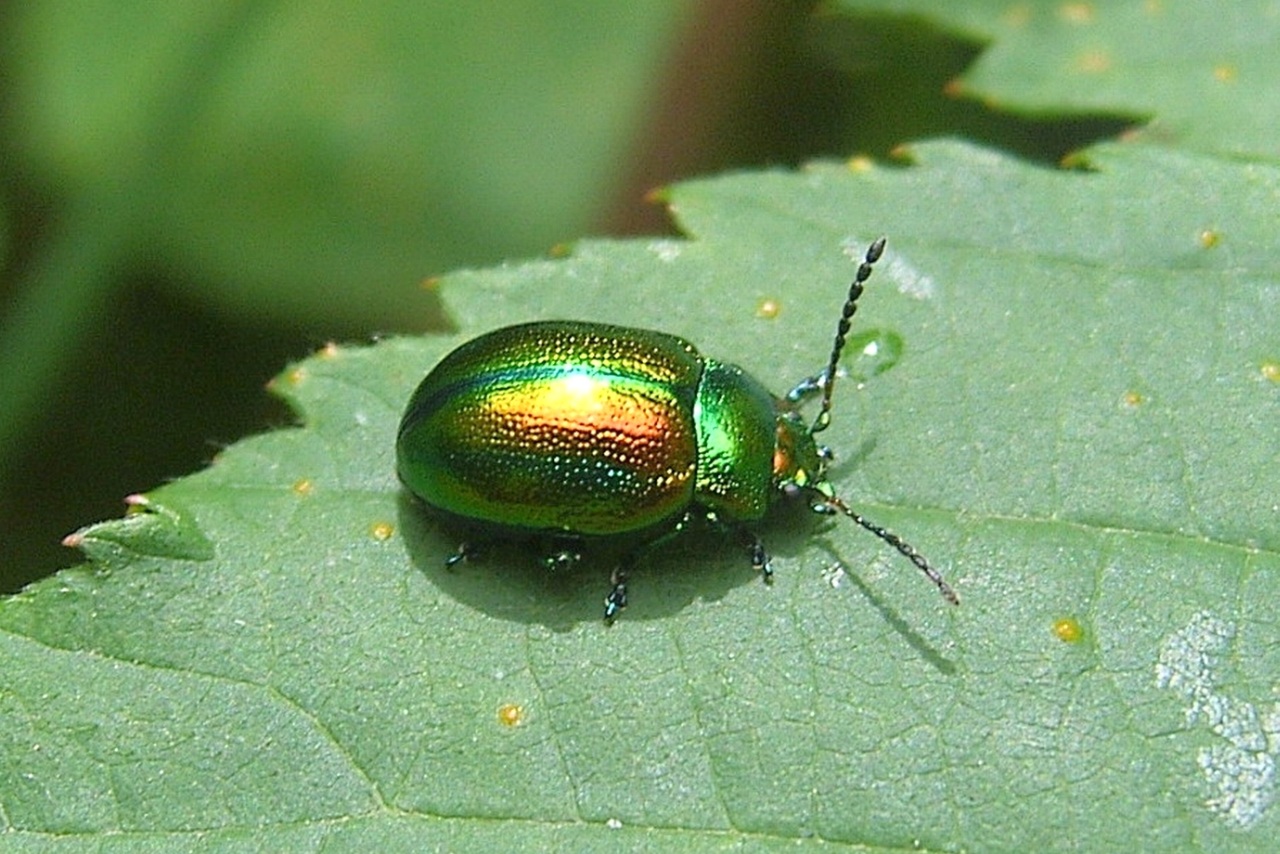 Chrysolina fastuosa (Scopoli, 1763) - Chrysomèle du Galéopsis, Chrysomèle fastueuse