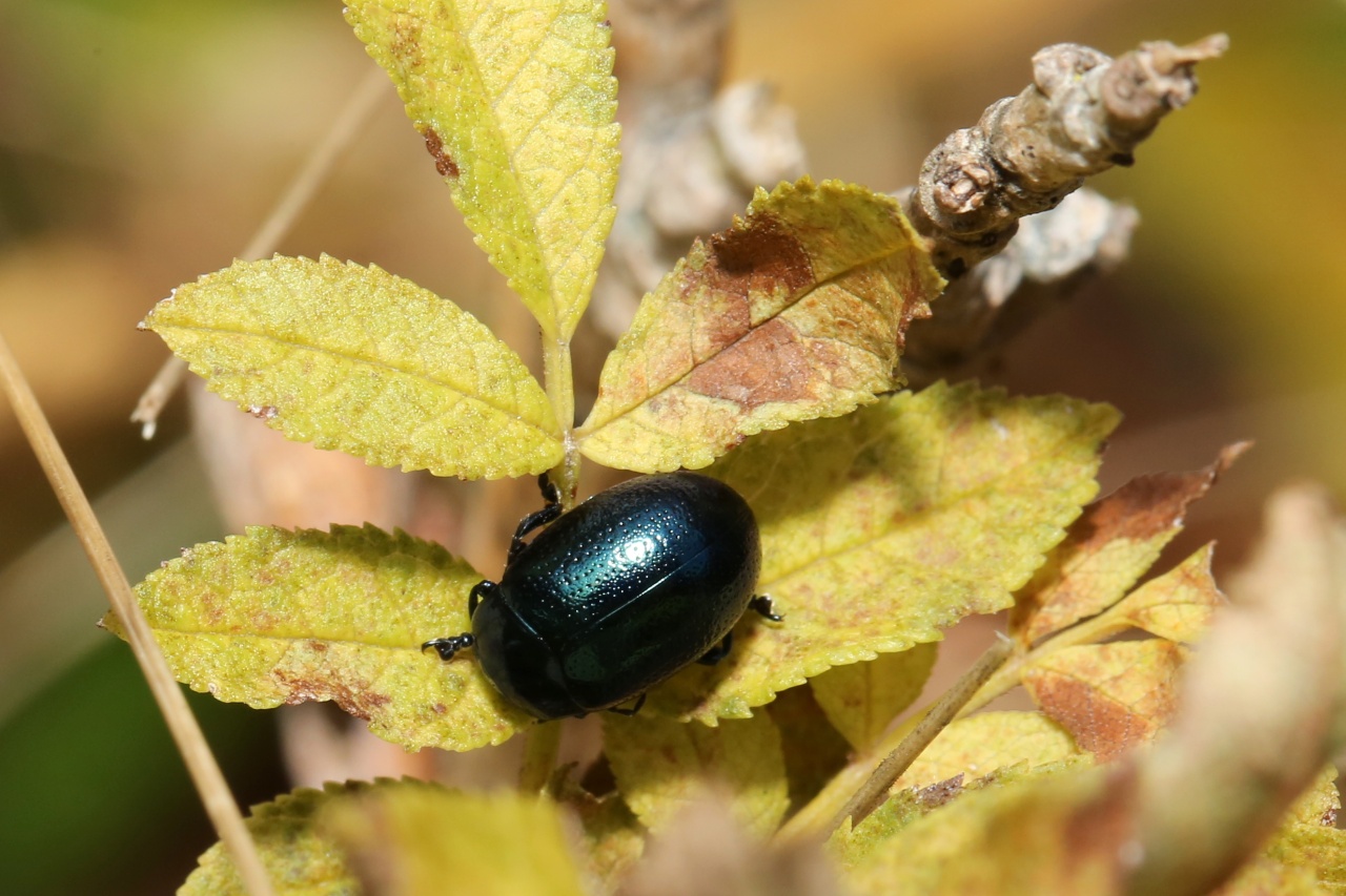 Chrysolina geminata (Paykull, 1799) - Chrysomèle géminée