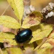 Chrysolina geminata (Paykull, 1799) - Chrysomèle géminée