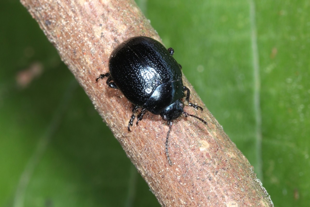 Chrysolina haemoptera (Linnaeus, 1758) - Chrysomèle du Plantain