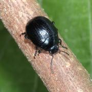 Chrysolina haemoptera (Linnaeus, 1758) - Chrysomèle du Plantain