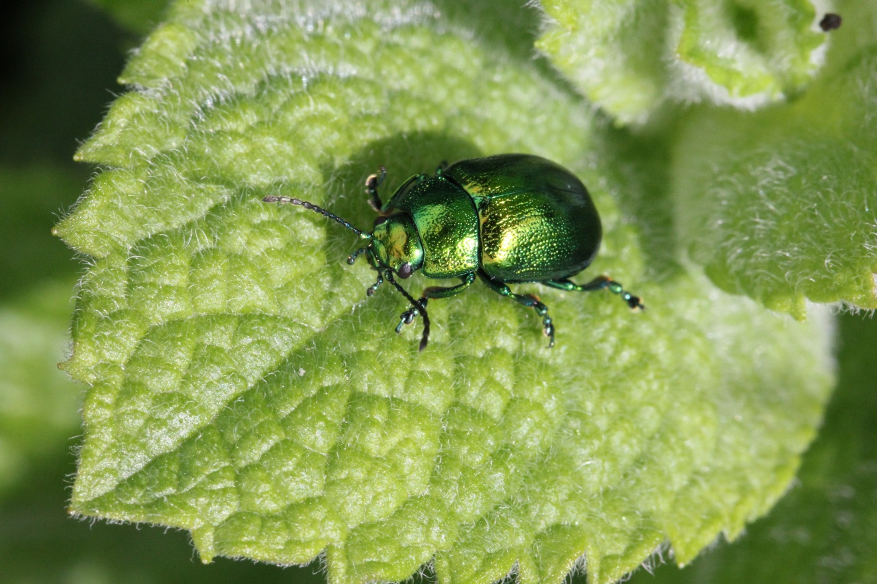 Chrysolina herbacea (Duftschmid, 1825) - Chrysomèle de la Menthe